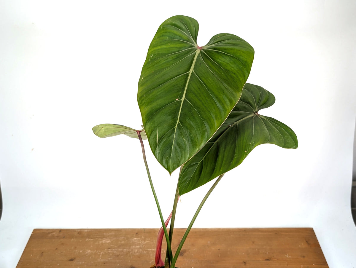 Philodendron Pink Glory (Lynamii x Gloriosum) - Exact Plant #19A Over 2 Feet Tall