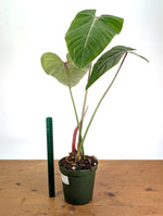 Philodendron Pink Glory (Lynamii x Gloriosum) - Exact Plant #19A Over 2 Feet Tall