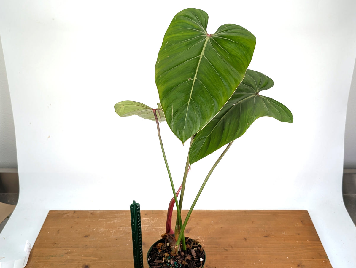 Philodendron Pink Glory (Lynamii x Gloriosum) - Exact Plant #19A Over 2 Feet Tall