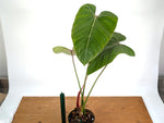 Philodendron Pink Glory (Lynamii x Gloriosum) - Exact Plant #19A Over 2 Feet Tall