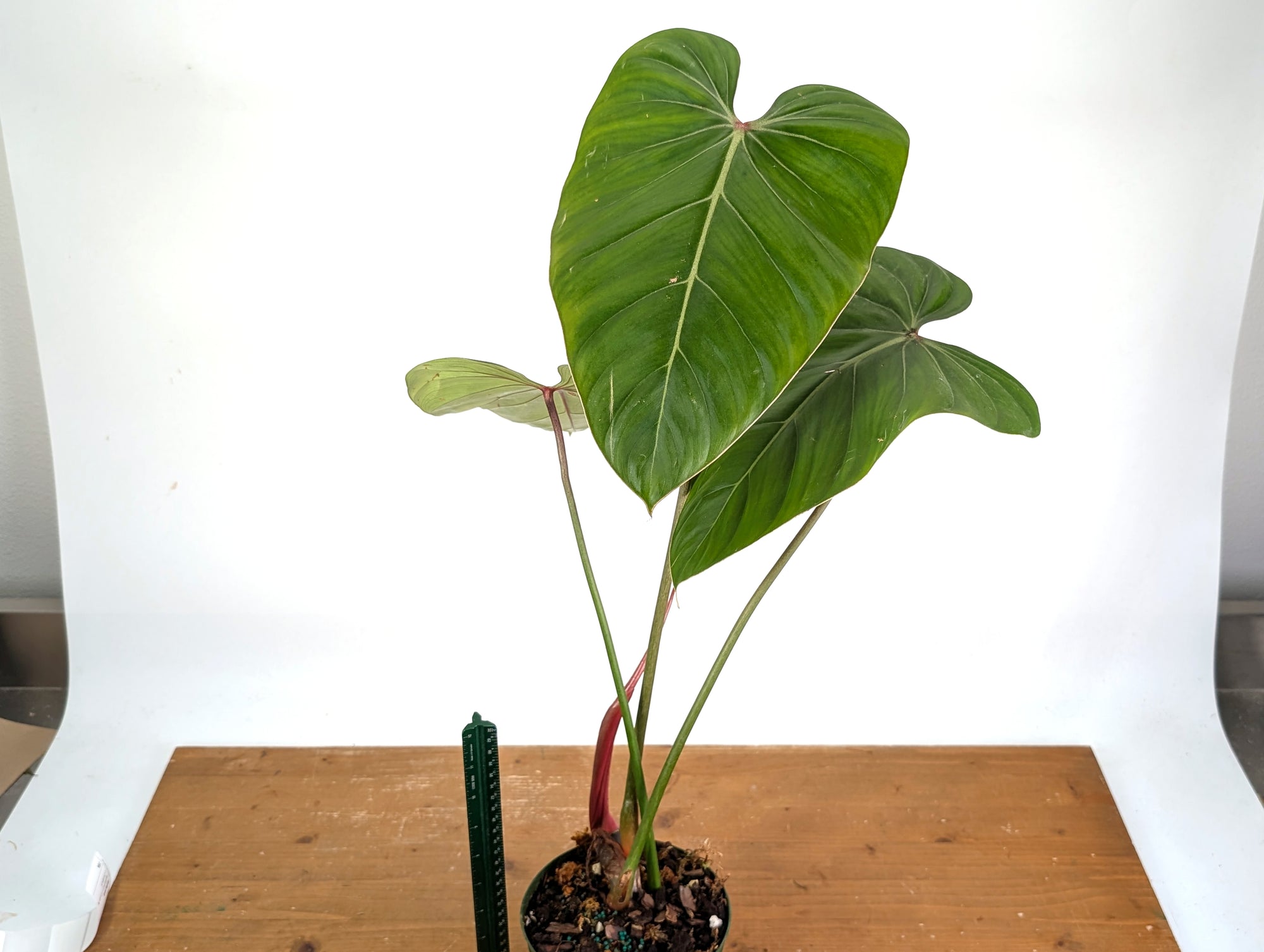Philodendron Pink Glory (Lynamii x Gloriosum) - Exact Plant #19A Over   Plantamani Plants