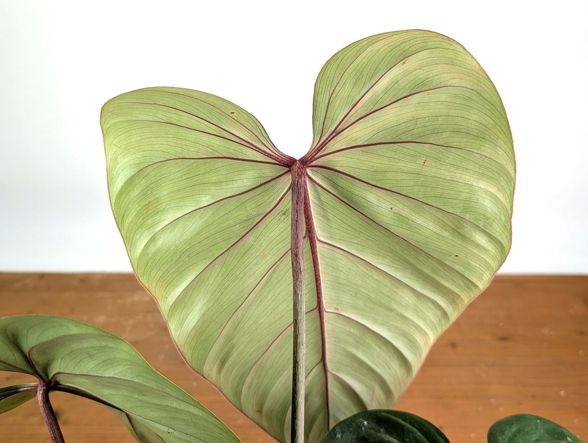 Philodendron Pink Glory (Lynamii x Gloriosum) - Exact Plant #19A Over 2 Feet Tall