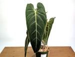 Philodendron Melanochrysum - Exact Mature Plant #19A