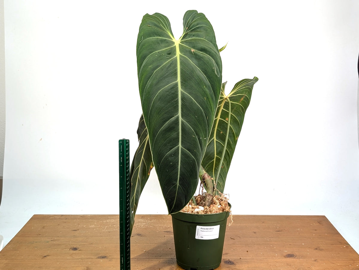 Philodendron Melanochrysum - Exact Mature Plant #19A