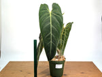 Philodendron Melanochrysum - Exact Mature Plant #19A