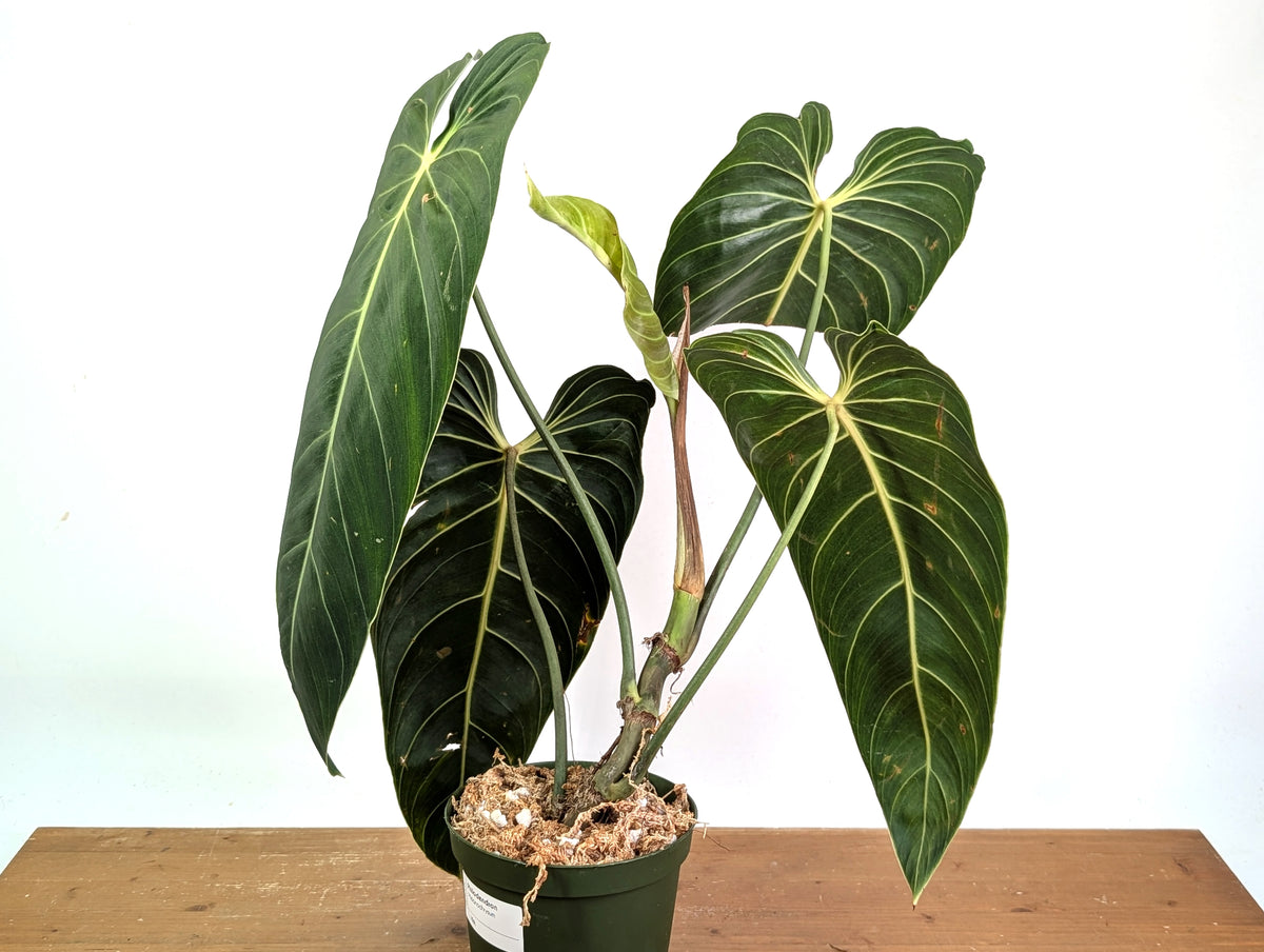 Philodendron Melanochrysum - Exact Mature Plant #19A