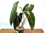 Philodendron Melanochrysum - Exact Mature Plant #19A