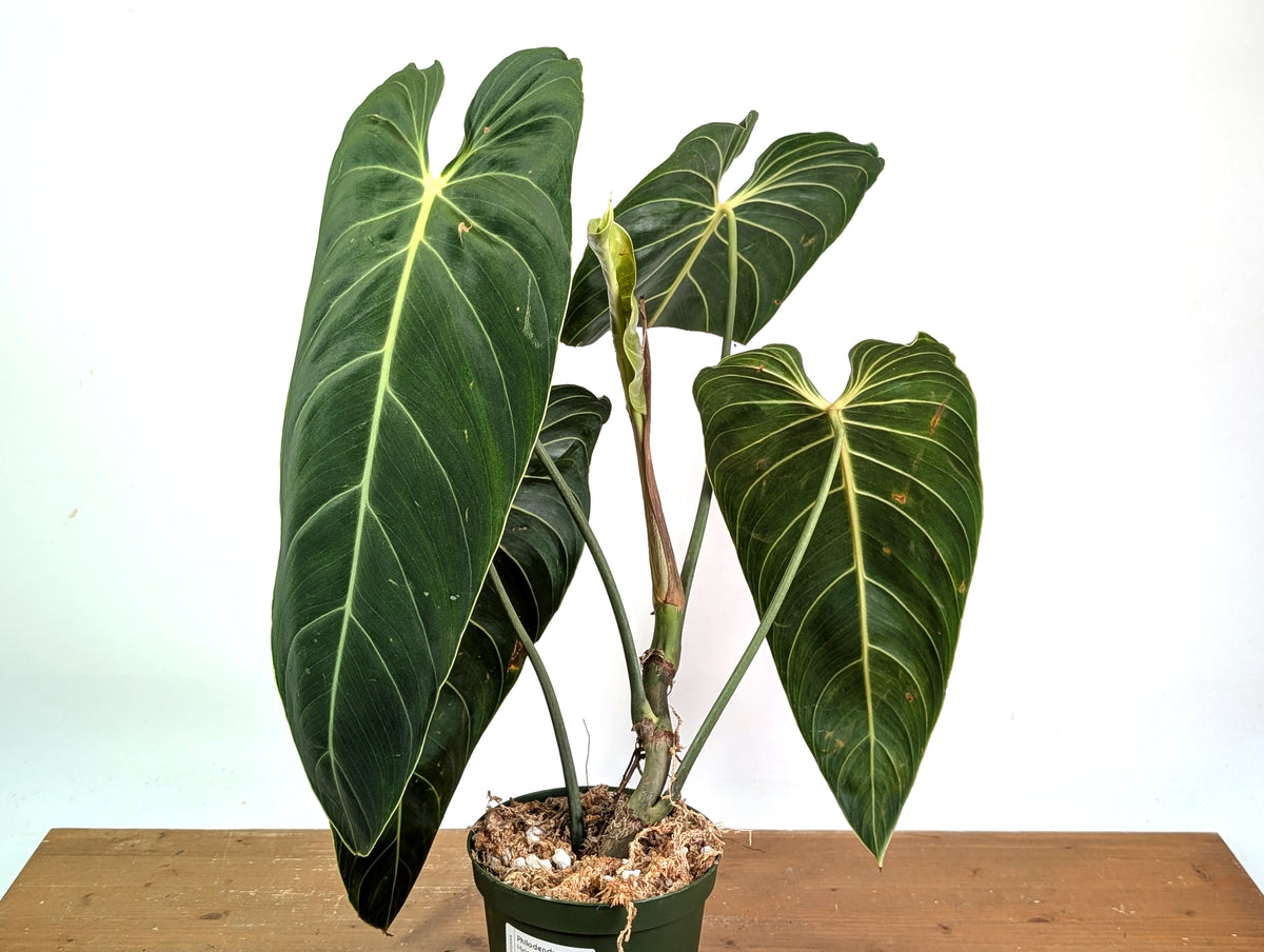 Philodendron Melanochrysum - Exact Mature Plant #19A