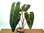 Philodendron Melanochrysum - Exact Mature Plant #19A