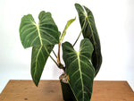 Philodendron Melanochrysum - Exact Mature Plant #19A