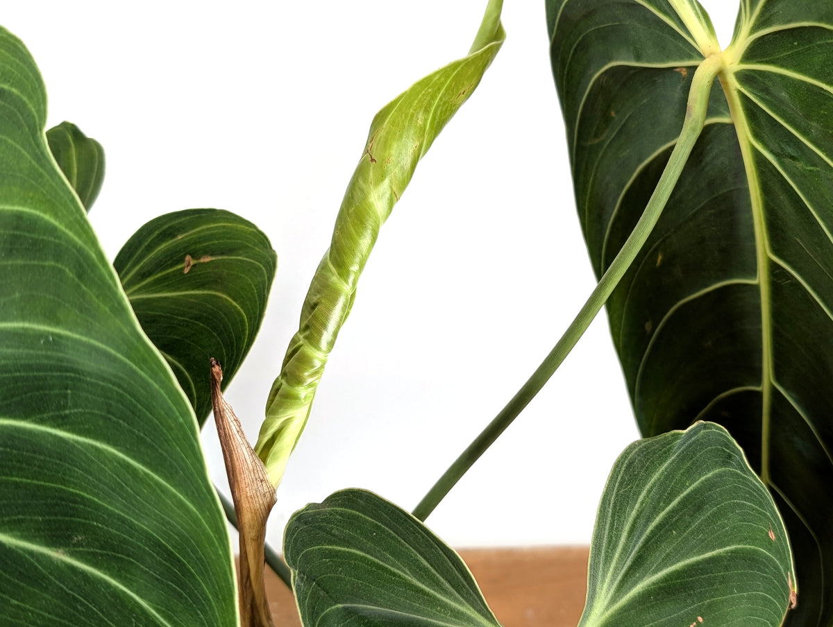 Philodendron Melanochrysum - Exact Mature Plant #19A