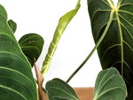 Philodendron Melanochrysum - Exact Mature Plant #19A