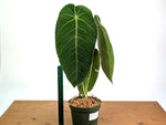Anthurium Warocqueanum x Waterburyanum - Exact Mature Plant