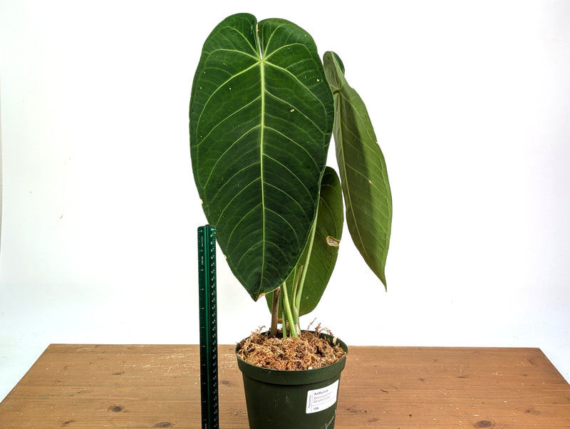 Anthurium Warocqueanum x Waterburyanum - Exact Mature Plant