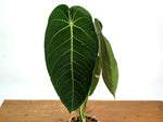 Anthurium Warocqueanum x Waterburyanum - Exact Mature Plant