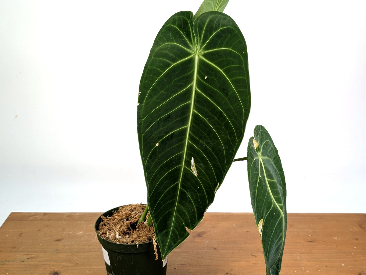 Anthurium Warocqueanum x Waterburyanum - Exact Mature Plant