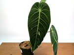 Anthurium Warocqueanum x Waterburyanum - Exact Mature Plant