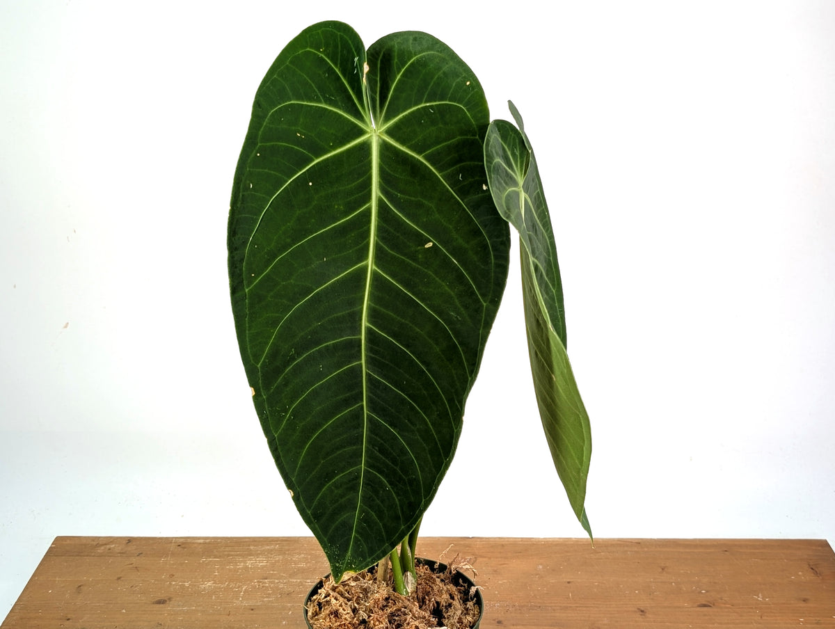 Anthurium Warocqueanum x Waterburyanum - Exact Mature Plant