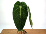 Anthurium Warocqueanum x Waterburyanum - Exact Mature Plant