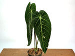 Anthurium Warocqueanum x Waterburyanum - Exact Mature Plant