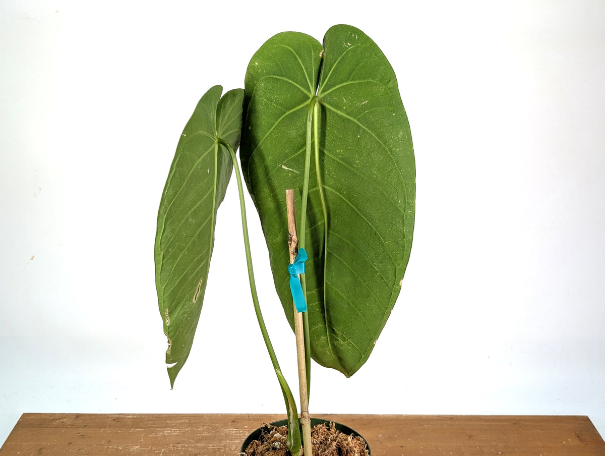 Anthurium Warocqueanum x Waterburyanum - Exact Mature Plant