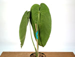 Anthurium Warocqueanum x Waterburyanum - Exact Mature Plant