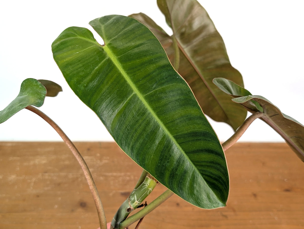 Philodendron Jose Buono x Dark Billietiae - Exact Plant #19A