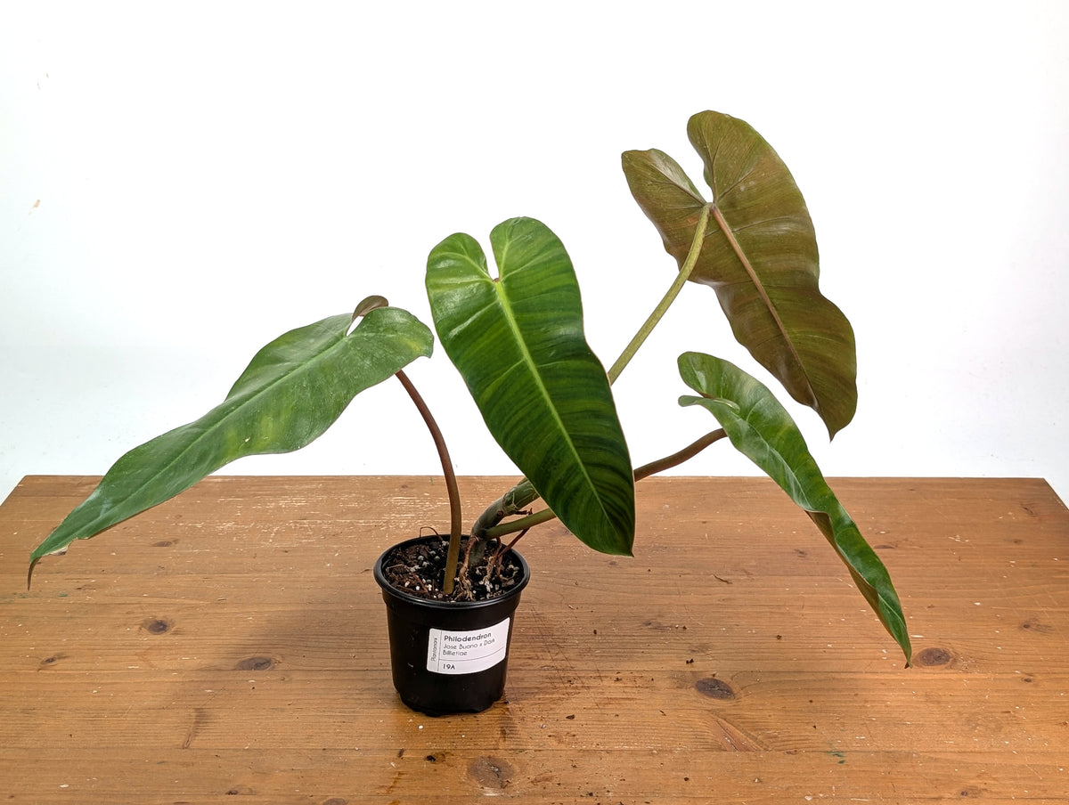 Philodendron Jose Buono x Dark Billietiae - Exact Plant #19A