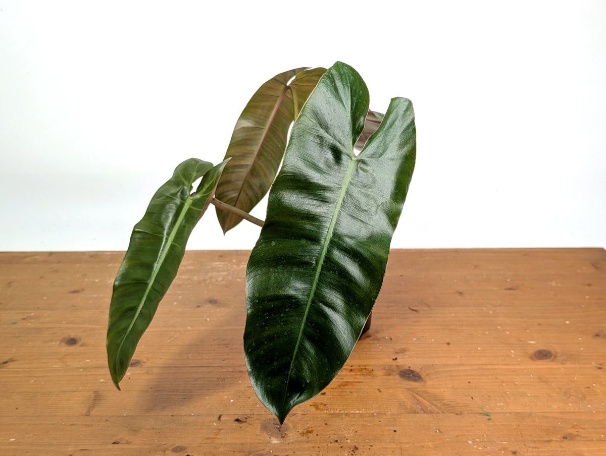 Philodendron Jose Buono x Dark Billietiae - Exact Plant #19A