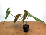 Philodendron Jose Buono x Dark Billietiae - Exact Plant #19A