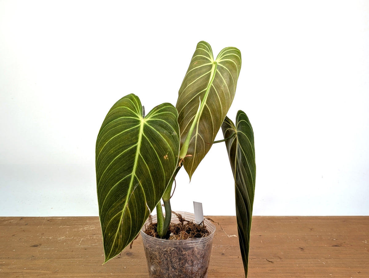 Philodendron Melanochrysum