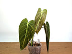 Philodendron Melanochrysum