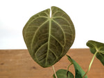 Anthurium Papillilaminum x (Crystal Sky x Crystallinum)