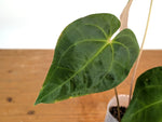 Anthurium Papillilaminum x (Crystal Sky x Crystallinum)