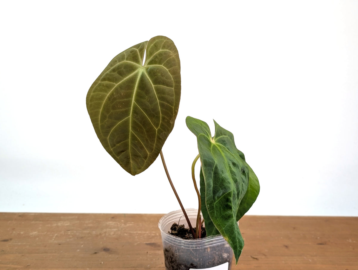 Anthurium Papillilaminum x (Crystal Sky x Crystallinum)