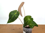 Anthurium Papillilaminum x (Crystal Sky x Crystallinum)