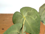 Anthurium Papillilaminum x (Crystal Sky x Crystallinum)
