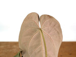 Anthurium Papillilaminum x (Crystal Sky x Crystallinum)