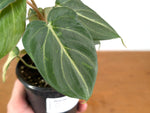 Philodendron Gloriosum Variegated Sport