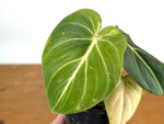 Philodendron Gloriosum Variegated Sport