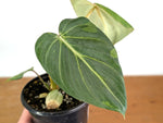 Philodendron Gloriosum Variegated Sport
