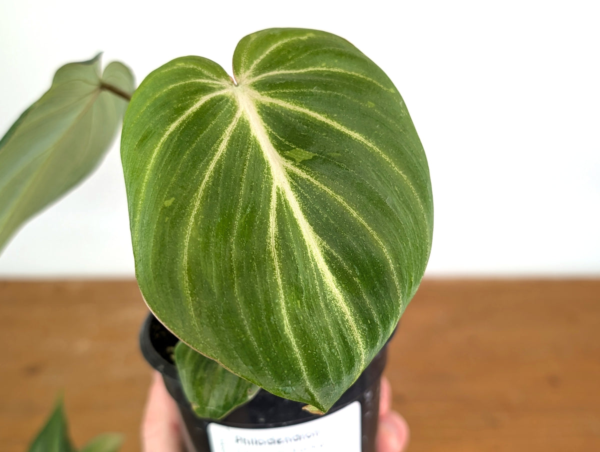 Philodendron Gloriosum Variegated Sport