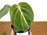 Philodendron Gloriosum Variegated Sport