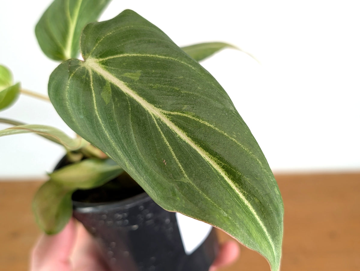 Philodendron Gloriosum Variegated Sport