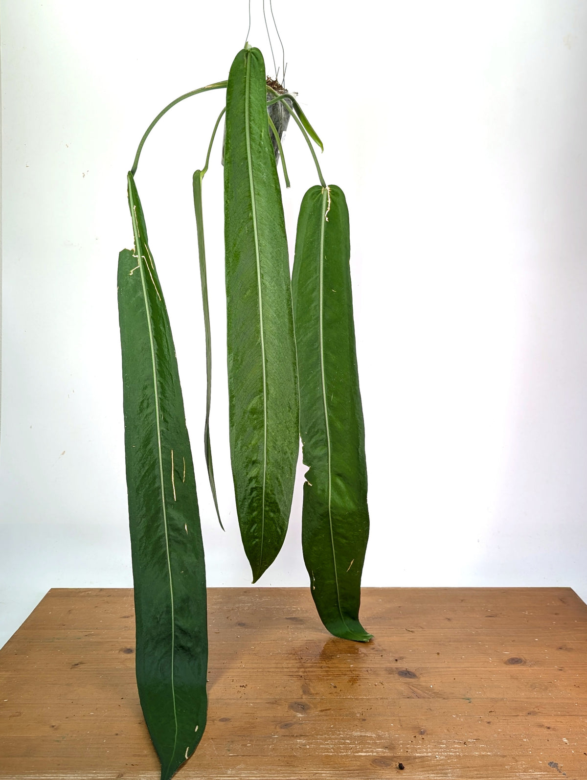 Anthurium Pallidiflorum - XXL Exact Plant #19A
