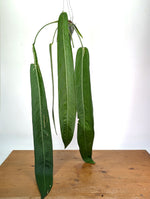 Anthurium Pallidiflorum - XXL Exact Plant #19A