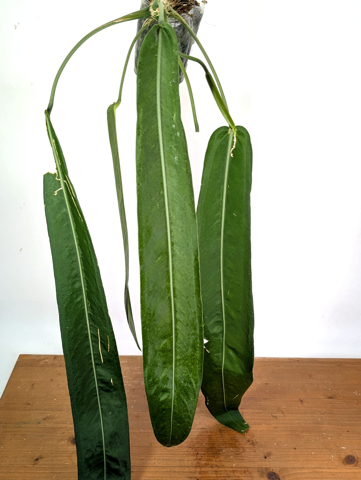 Anthurium Pallidiflorum - XXL Exact Plant #19A