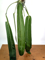 Anthurium Pallidiflorum - XXL Exact Plant #19A