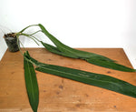 Anthurium Pallidiflorum - XXL Exact Plant #19A