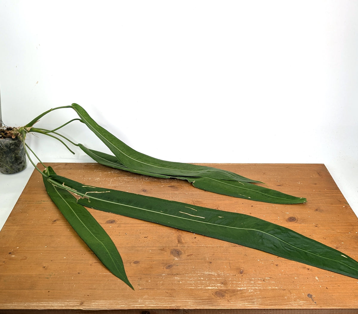 Anthurium Pallidiflorum - XXL Exact Plant #19A